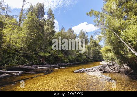 STYX VALLEY, AUSTRALIEN, 20. FEBRUAR 2024: Landschaft des Styx River im Styx Valley bei Maydena im Southwest National Park, Tasmanien, Austr Stockfoto