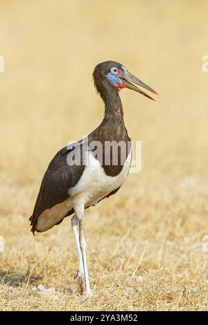 Abdimstorch, Regenstorch, Abdim (Ciconia abdimii), afrikanische Storcharten, Familie der Störche, Raysut Wasseraufbereitungsanlage, Salalah, Dhofar, Oman, ASI Stockfoto