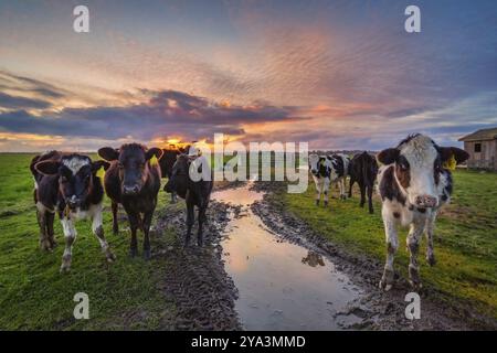 Freundliche Kühe sagen Hallo bei Sonnenuntergang. Nordkalifornien, USA, Nordamerika Stockfoto