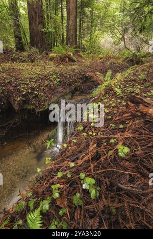 Ein Wasserfall in den Bergen von Nordkalifornien. Farbbild, Tag Stockfoto