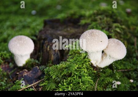 Flaschenpilz (Lycoperdon perlatum, syn. L. gemmatum) in Moos Stockfoto