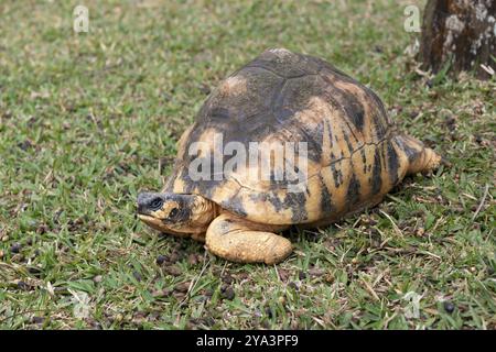 Strahlschildkröte (Astrochelys radiata, Syn.: Geochelone radiata), Le Domaine de Saint Aubin, Zuckerfabrik, Rum, Indischer Ozean, Insel, Mauritius, Afr Stockfoto