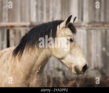 Ein freundliches Pferd sieht vor seiner Scheune zu Stockfoto