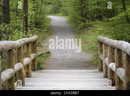 Holzbrücke über den Bach im Wald, Watermael-Boitsfort, Brüssel, Belgien, Europa Stockfoto