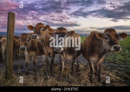 Freundliche Kühe sagen Hallo bei Sonnenuntergang. Nordkalifornien, USA, Nordamerika Stockfoto