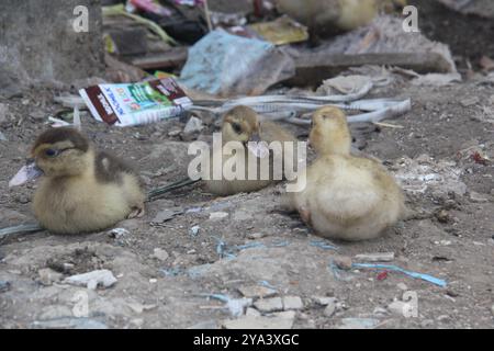 Enten spielen auf der Müllhalde. Stockfoto