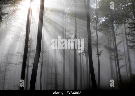Morgennebel im wunderschönen Wald mit spektakulärem Morgenlicht, geschützter Wald in Kocevski rog in dolenjska Region, slowenien Stockfoto