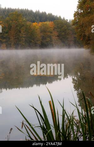 Nach einer kalten Nacht liegt am Morgen Dunst ueber dem Rabensteins Weiher in Siegen. Die Baeume Bäume spiegeln sich im Wasser und sind teilweise herbstlich verfaerbt verfärbt. Herbst im Siegerland am 12.10.2024 in Siegen/Deutschland. *** Nach einer kalten Nacht liegt Dunst über dem Rabensteins Weiher in Siegen am Morgen spiegeln sich die Bäume im Wasser und sind im Herbstherbst im Siegerland am 12 10 2024 in Siegen teilweise verfärbt Stockfoto