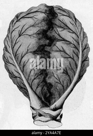 Rotkohl Brassica oleracea convar. Capitata var. Rubra, (, ), Rotkohl Stockfoto