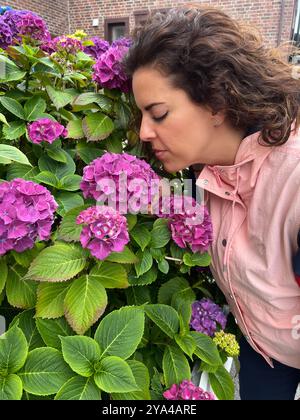 Eine junge brünette Frau, die mit ihren Augen dicht riecht, schloss einen Busch mit blauen Hortensien (Hydrangea macrophylla). Gartenkonzept Stockfoto