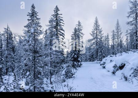 Wintermärchen in den italienischen Alpen. Ein schneebedeckter Weg schlängelt sich durch einen ruhigen Nadelwald in den Dolomiten, mit hohen Bäumen, die still stehen Stockfoto