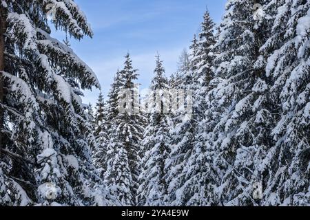 Schneebedeckte Tannen im Alpenwald sorgen für eine ruhige Winterszene. Die Zweige sind schwer mit Schnee, und der blaue Himmel trägt zur Gelassenheit bei Stockfoto