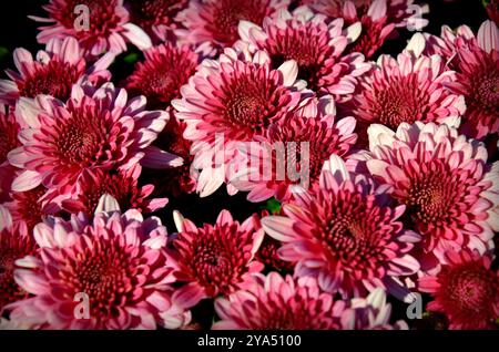 Chrysanthemen, manchmal auch Mütter oder Chrysanthen genannt, sind blühende Pflanzen der Gattung Chrysanthemum in der Familie der Asteraceae. Sie sind in Asien beheimatet. Stockfoto