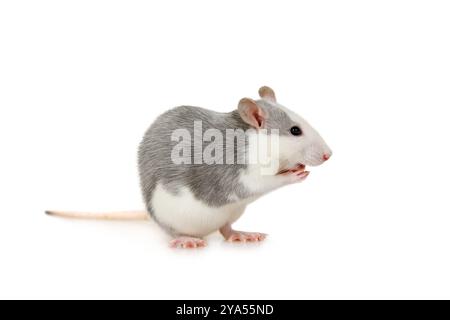 Kleine graue Ratte, die auf ihren Hinterbeinen auf weißem Hintergrund steht Stockfoto