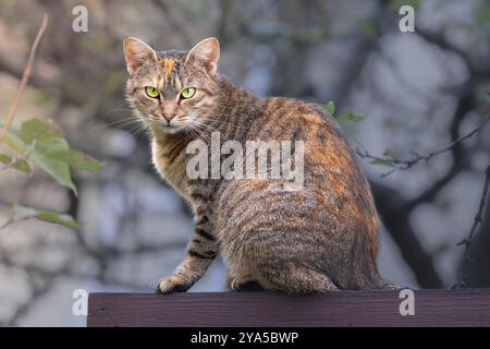 Eine schöne Tabbykatze, die auf einem Holzzaun sitzt, mit auffälligen Augen und weichem Fell Stockfoto