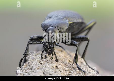 Eine detaillierte Makroaufnahme des Carabus coriaceus-Käfers mit seinem strukturierten, schwarzen Exoskelett Stockfoto