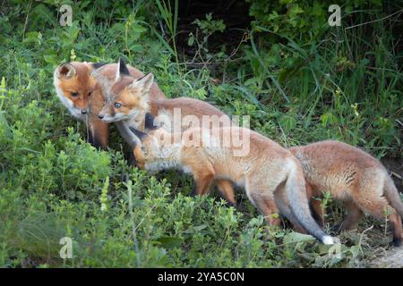 Winzige Rotfuchsjungen spielen in der Wildnis, umgeben von Gras und Natur, die neugierig aussehen Stockfoto