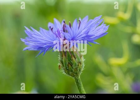 Centaurea cyanus ist die gewöhnliche Kornblume auf unseren Feldern. Stockfoto