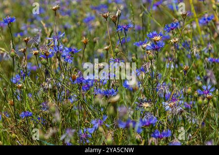 Centaurea cyanus ist die gewöhnliche Kornblume auf unseren Feldern. Stockfoto