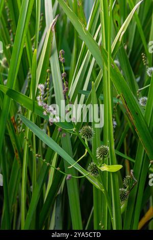 Verzweigter Igel Sparganium erectum - blühende Pflanze im Gartenteich eines Naturgartens. Stockfoto