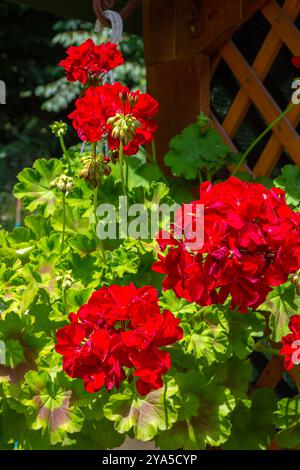 Geranienrote Blüten. Hängende Geranienblüten, Nahaufnahme. Efeu-Geranie-Blüten. Pelargonium peltatum Blüten. Die wachsende, hängende Geranium an der Hauswand. Stockfoto