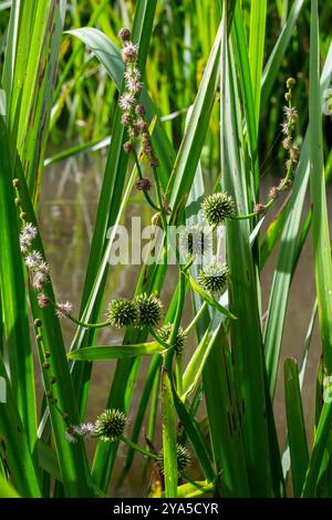 Verzweigter Igel Sparganium erectum - blühende Pflanze im Gartenteich eines Naturgartens. Stockfoto