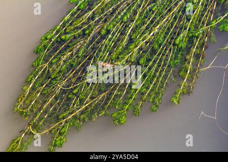 Ceratophyllum demersum Wasserpflanze in einem Bach. Stockfoto