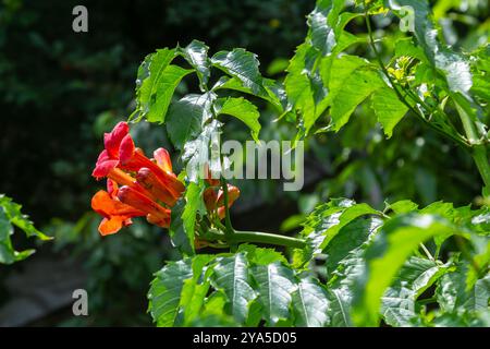 Leuchtend rote Blüten der Trompete Rebe oder Trompete Creeper - Campsis Radicans. Stockfoto