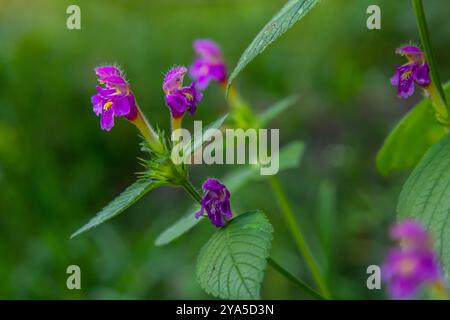 Hanfnessel, Galeopsis-Tetrahit. Bifide Hanfnessel Galeopsis bifida. Pflanze in der Familie Lamiaceae mit rosa Blüten, deren unterster Lappen Stockfoto