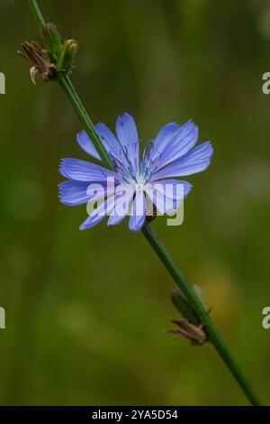 Wunderschöne Zichorienblüten wachsen auf Stämmen in der Wildnis. Das Feld der wilden Kräuterpflanzen. Grüner, unscharfer natürlicher Hintergrund. Stockfoto