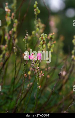 Onobrychis arenaria. Ungarisch Sainfoin. Rosafarbener und grüner Blumenhintergrund. Zarte rosa Blüten auf einer sonnigen Wiese. Stockfoto