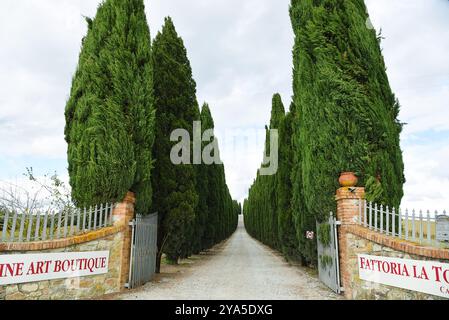 Toskana, Italien. September 2024. Der Eingang zu einer alten toskanischen Villa, flankiert von Zypressen. Hochwertige Fotos Stockfoto
