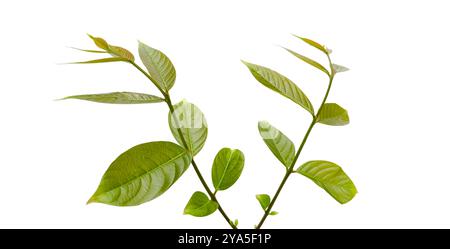 Schneiden Sie aus jungen Lagerstroemia speciosa oder Queens Blume Blätter auf weißem Hintergrund mit Beschneidungspfaden. Die detaillierte Struktur, die den Lev betont Stockfoto