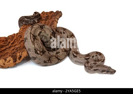 Boa Constrictor Schlange auf weißem Hintergrund - hochwertige Wildtiere Stock Photo Stockfoto