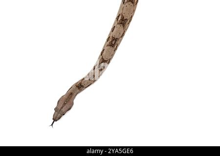 Boa Constrictor Schlange auf weißem Hintergrund - hochwertige Wildtiere Stock Photo Stockfoto