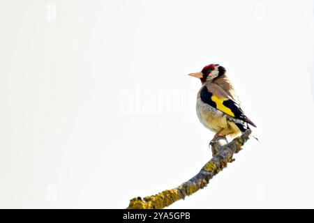 Europäischer Goldfink, der an seinem roten Gesicht und seinem leuchtenden Gefieder erkannt wird, ernährt sich von Samen. Foto gemacht in North County, Dublin Stockfoto