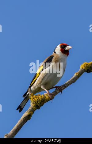 Europäischer Goldfink, der an seinem roten Gesicht und seinem leuchtenden Gefieder erkannt wird, ernährt sich von Samen. Foto gemacht in North County, Dublin Stockfoto