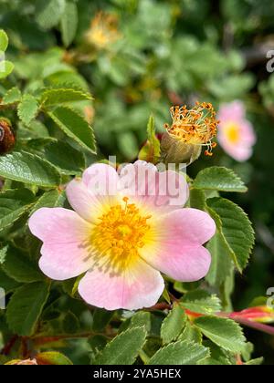 Wild rose Blume. Stockfoto