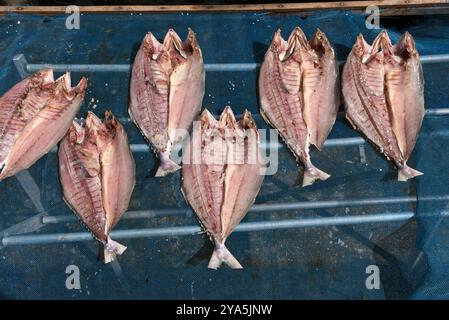 Getrockneter Fisch in Reihen, sonnengetrocknete Tintenfische, asiatisches Street Food-Konzept Stockfoto