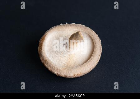 Frische Shiitake-Pilze. Anbau von Shiitake-Pilzen. asiatische Zutaten aus nächster Nähe. Eco Food Bio Vegetarische Lebensmittel Essbar. Sägestaubblöcke für kulinarische Mu Stockfoto