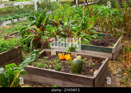 Kürbisse und Rüben in den Gartenbeeten. Gemüsegarten auf dem Land. Stockfoto