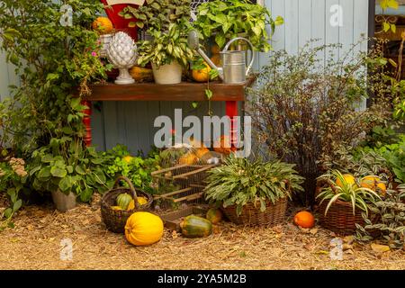 Kürbisse und Körbe mit Pflanzen auf dem Boden. Gießkanne, Töpfe mit Pflanzen auf dem Tisch in der Nähe der blauen Holzwand. Stockfoto