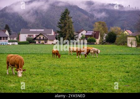 Weidekühe auf einer Almwiese zwischen den Bergen. Stockfoto