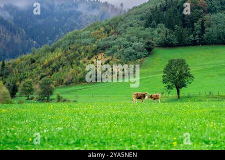 Weidekühe auf einer Almwiese zwischen den Bergen. Stockfoto