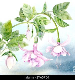 Aquarellillustration von Fuchsieblumen vor blauem Himmel. Handgezeichnet. Geeignet für Design und Textilien Stockfoto