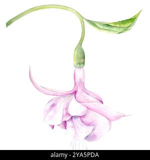 Aquarellillustration von Fuchsiaflümchen auf weißem Hintergrund. Handgezeichnet. Geeignet für Design und Textilien Stockfoto
