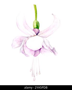 Aquarellillustration von Fuchsiaflümchen auf weißem Hintergrund. Handgezeichnet. Geeignet für Design und Textilien. Stockfoto