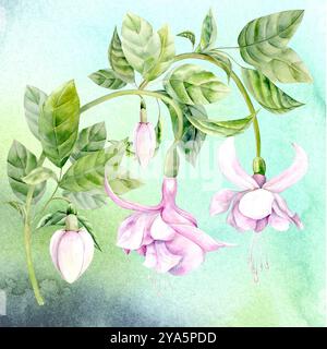 Aquarellillustration von Fuchsieblumen vor blauem Himmel. Handgezeichnet. Geeignet für Design und Textilien Stockfoto