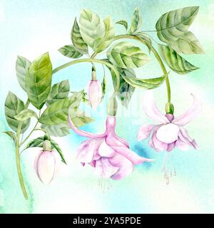 Aquarellillustration von Fuchsieblumen vor blauem Himmel. Handgezeichnet. Geeignet für Design und Textilien Stockfoto