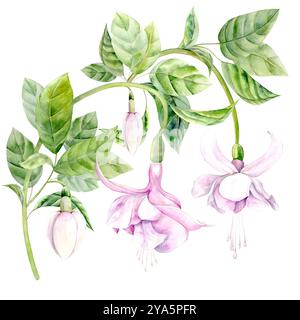 Aquarellillustration von Fuchsiaflümchen auf weißem Hintergrund. Handgezeichnet. Geeignet für Design und Textilien Stockfoto